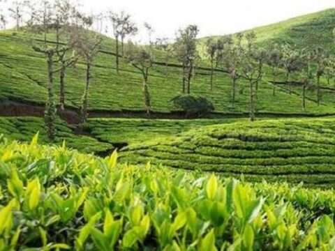 வறட்சியால் தேயிலை துறை வீழ்ச்சி