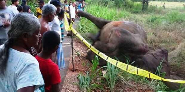 யானையை பொலிஸார் சுட்டு கொன்றது ஏன்