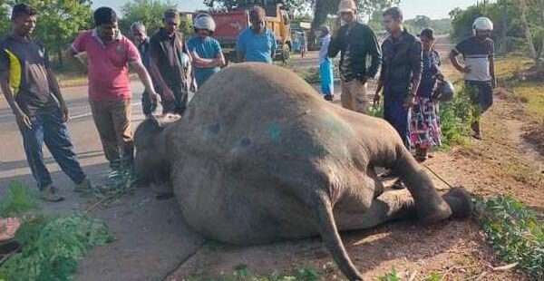 யானை லொறியுடன் மோதி பலி