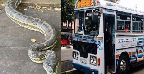 பஸ்ஸில் பதற்றத்தை ஏற்படுத்திய பாம்பு