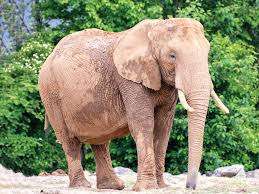 50 யானைகள் பலி