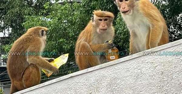 மதுபானத்தை திருடிக் குடிக்கும் குரங்குகள்