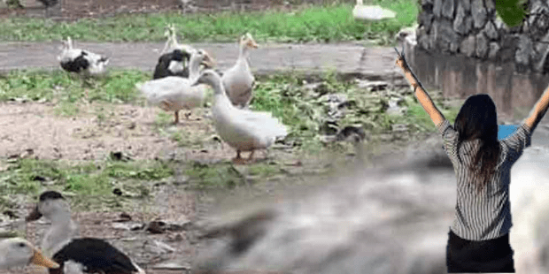 பேர வாவியில் உயிரிழக்கும் பறவைகள்