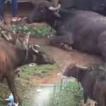 நீண்டகால மோசடி வௌியானது