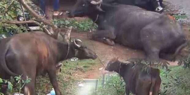 நீண்டகால மோசடி வௌியானது