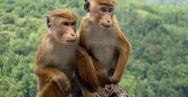 குரங்குகளை பிடித்தால் பணம் கொடுப்போம்