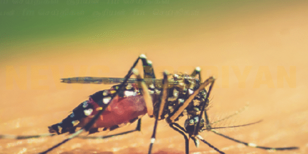 மீளவும் மக்களை அச்சுறுத்தும் டெங்கு