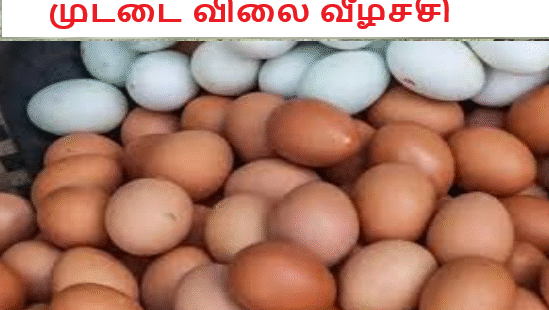 இலங்கையில் முட்டை விலை வீழ்ச்சி