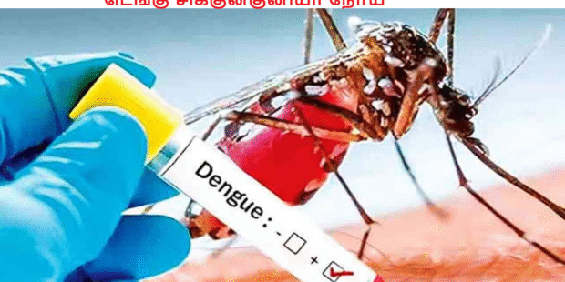 டெங்கு சிக்குன்குனியா நோய்