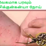 வேகமாக பரவும் சிக்குன்கன்யா நோய்