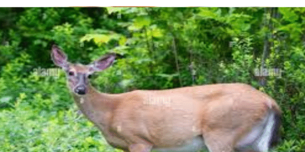 கர்ப்பிணி மானை வேட்டையாடிய சம்பவம்