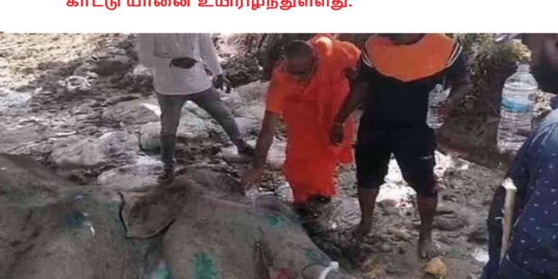 காட்டு யானை உயிரிழந்துள்ளது