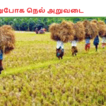 சிறுபோக நெல் அறுவடை
