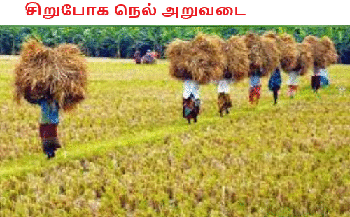 சிறுபோக நெல் அறுவடை