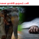 யானை தாக்கி ஒருவர் பலி
