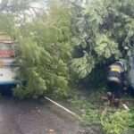 பேருந்துமீது முறிந்து விழுந்த மரம்