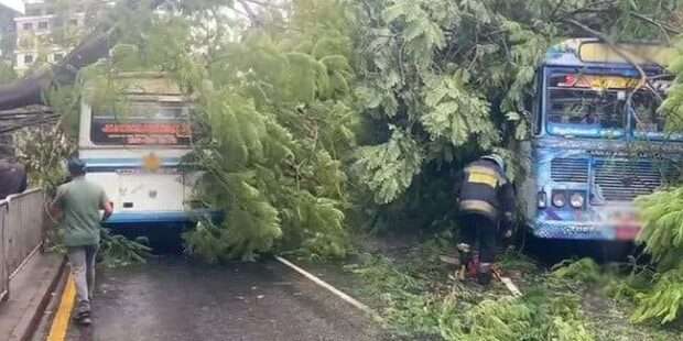 பேருந்துமீது முறிந்து விழுந்த மரம்