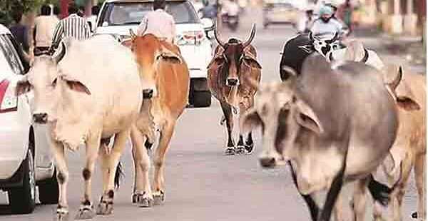 அல்வா பூரிதின்றதால் 20பசுக்கள் பலி