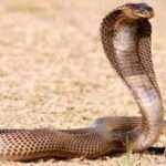 பாராளுமன்றத்துக்கு வந்த நாகபாம்பு