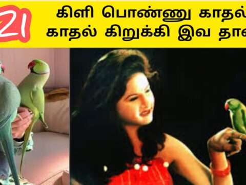 வயல் கரைக்கு கிளி கலைக்க வந்த பெண்ணாடி | காரை சேனாதி பாடல் |Vanni Mainthan Songs