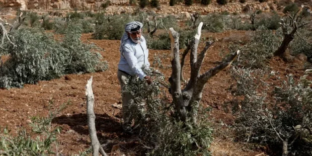 இஸ்ரேலிய பாலஸ்தீனிய ஆலிவ் மரங்களை வெட்டி வீழ்த்தினர்
