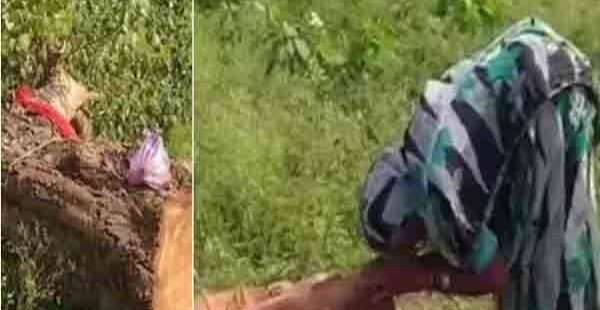 20ஆண்டாக வளர்த்த மரத்தை வெட்டியதால் மூதாட்டி கதறல்