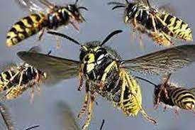 இளைஞர்களை ஹந்தானை குளவிகள் கொட்டின