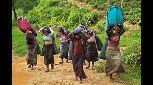 தோட்டத் தொழிலாளர்களின் சம்பளம் 1750 சம்பளம் கிடைக்கும்