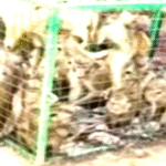 குரங்குகள் வேட்டை சீனாவுக்கு விற்பனை