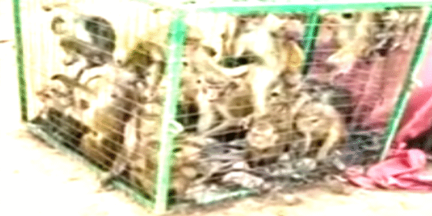 குரங்குகள் வேட்டை சீனாவுக்கு விற்பனை