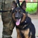 காணாமல் போனவர்களைக் கண்டுபிடிக்க ஐரோப்பிய மோப்ப நாய்