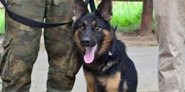 காணாமல் போனவர்களைக் கண்டுபிடிக்க ஐரோப்பிய மோப்ப நாய்