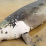 மன்னாரில் கரை ஒதுங்கிய அரிய வகை கடல்வாழ் உயிரினம்