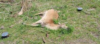 இறந்த விலங்குகளைக் கையாள்வது குறித்து WHO வழிகாட்டுதல்