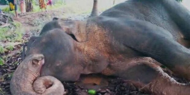 காட்டு யானை உயிருடன் எரிக்கப்பட்டது