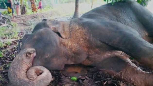 காட்டு யானை உயிருடன் எரிக்கப்பட்டது