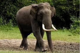 காட்டு யானையைக் கொன்றதாக மூன்று பேர் கைது