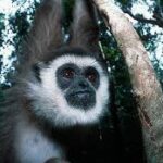 தெஹிவளை மிருகக்காட்சிசாலையில் கிப்பன் பலி