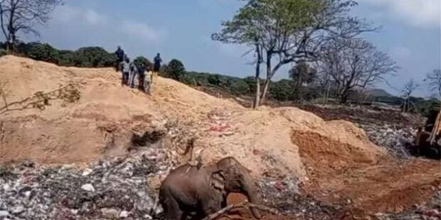 குப்பை மேட்டில் விழுந்த காட்டு யானை