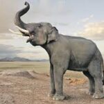 இலங்கையில் யானைகளின் எண்ணிக்கை அதிகரிப்பு