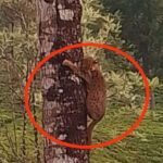 நாய்களிடமிருந்து தப்பிக்க மரத்தில் ஏறிய சிறுத்தை