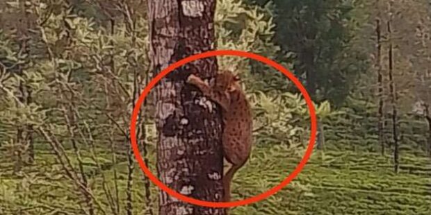 நாய்களிடமிருந்து தப்பிக்க மரத்தில் ஏறிய சிறுத்தை