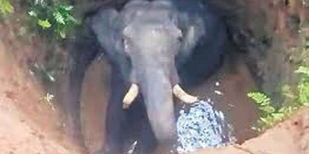 கிணற்றில் விழுந்த யானை