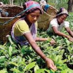 2026 ஆம் ஆண்டில் இலங்கையின் தேயிலை உற்பத்தி வளர்ச்சி