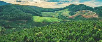 அரசியல்வாதிகளால் சுமார் 700 ஏக்கர் வன நிலங்கள் அழிக்கப்பட்டன