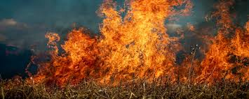 பறிமுதல் செய்யப்பட்ட போதைப்பொருள்