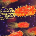 1,800 லெப்டோஸ்பிரோசிஸ் வழக்குகள் பதிவாகியுள்ளன