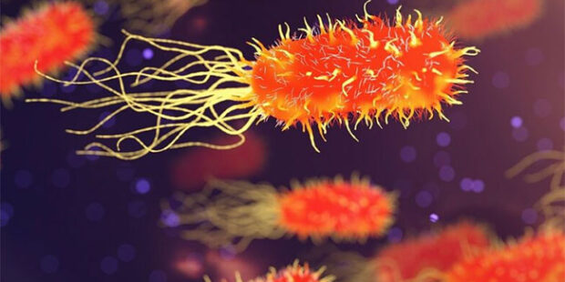 1,800 லெப்டோஸ்பிரோசிஸ் வழக்குகள் பதிவாகியுள்ளன