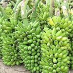 எரிபொருள் பிரச்சினை வாழை விவசாயிகளைப் பாதிக்கிறது