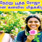 நேற்று பூத்த ரோஜா என் நினைவில நிக்கிறா|Netru Pootha Rojaa Ninaivila Nikiraa |582